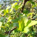 Ribes wolfii fleur P3